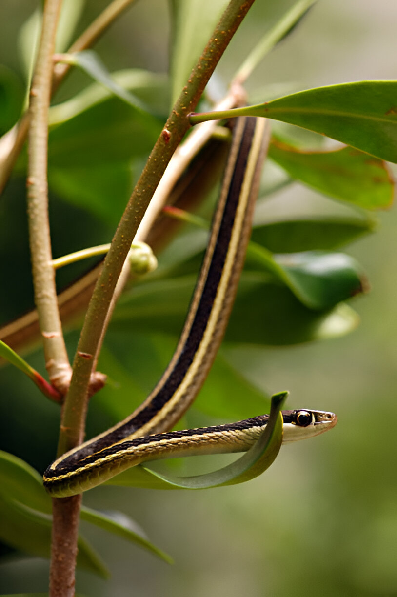 ohio's garter snakes, Eastern Ribbon Snake (Thamnophis sauritus)<br />
