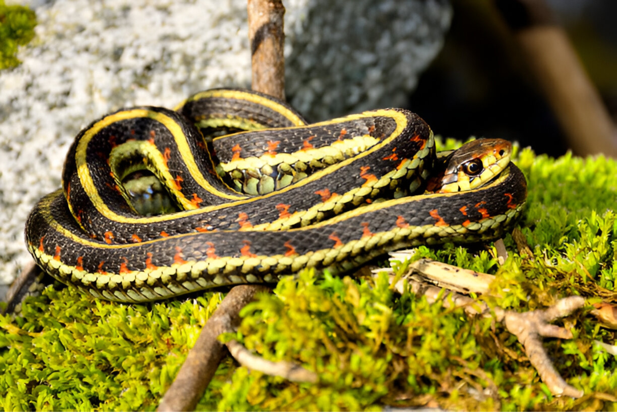 ohio's garter snakes, Habitats Eastern Ribbon Snake