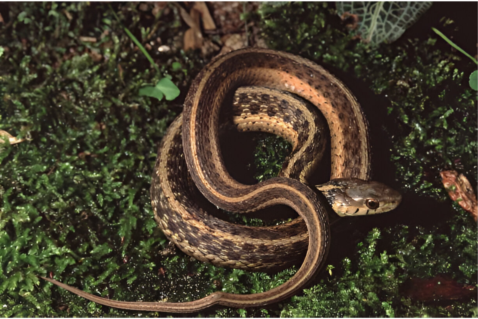 ohio's garter snakes, Habitats Thamnophis butler