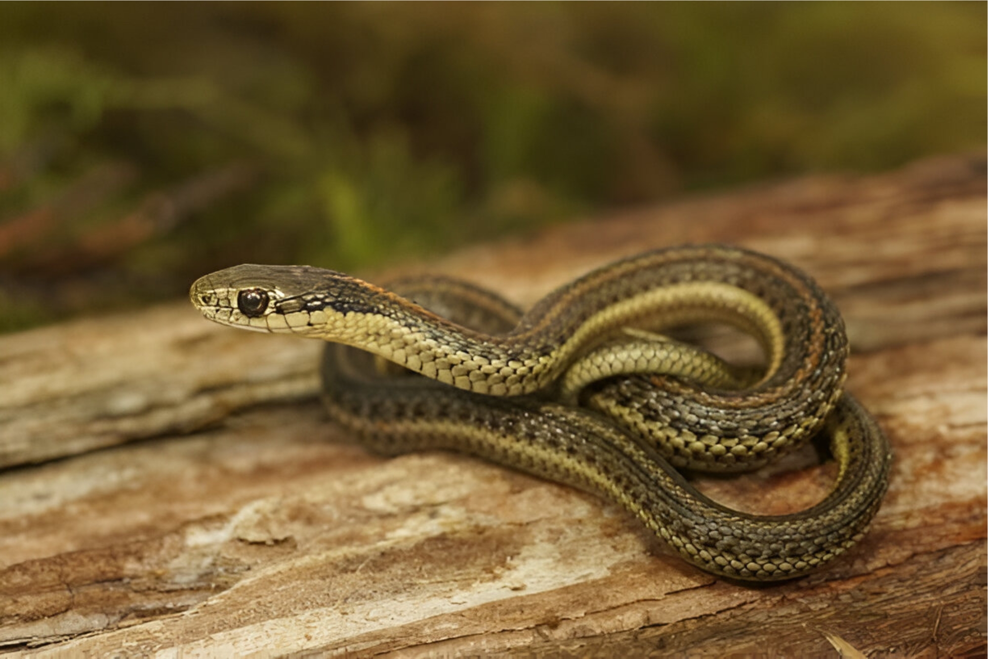 ohio's garter snakes, Identifying Butler’s Garter