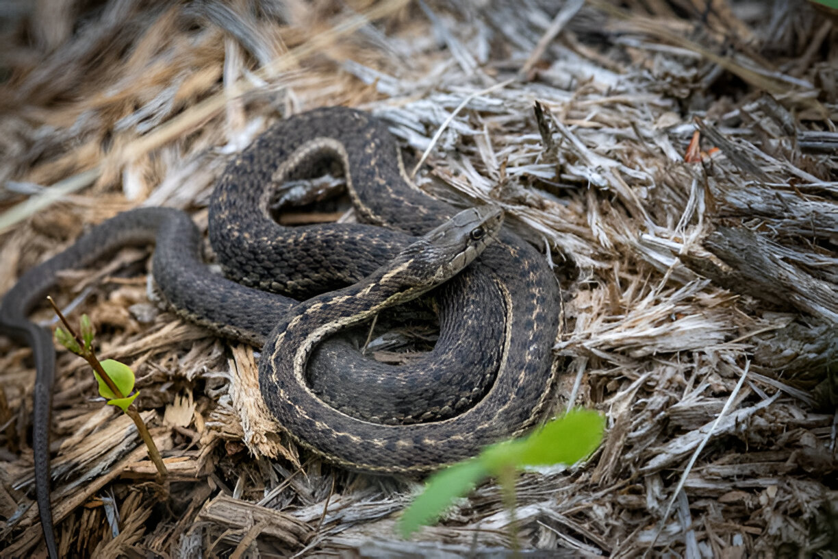 ohio's garter snakes 