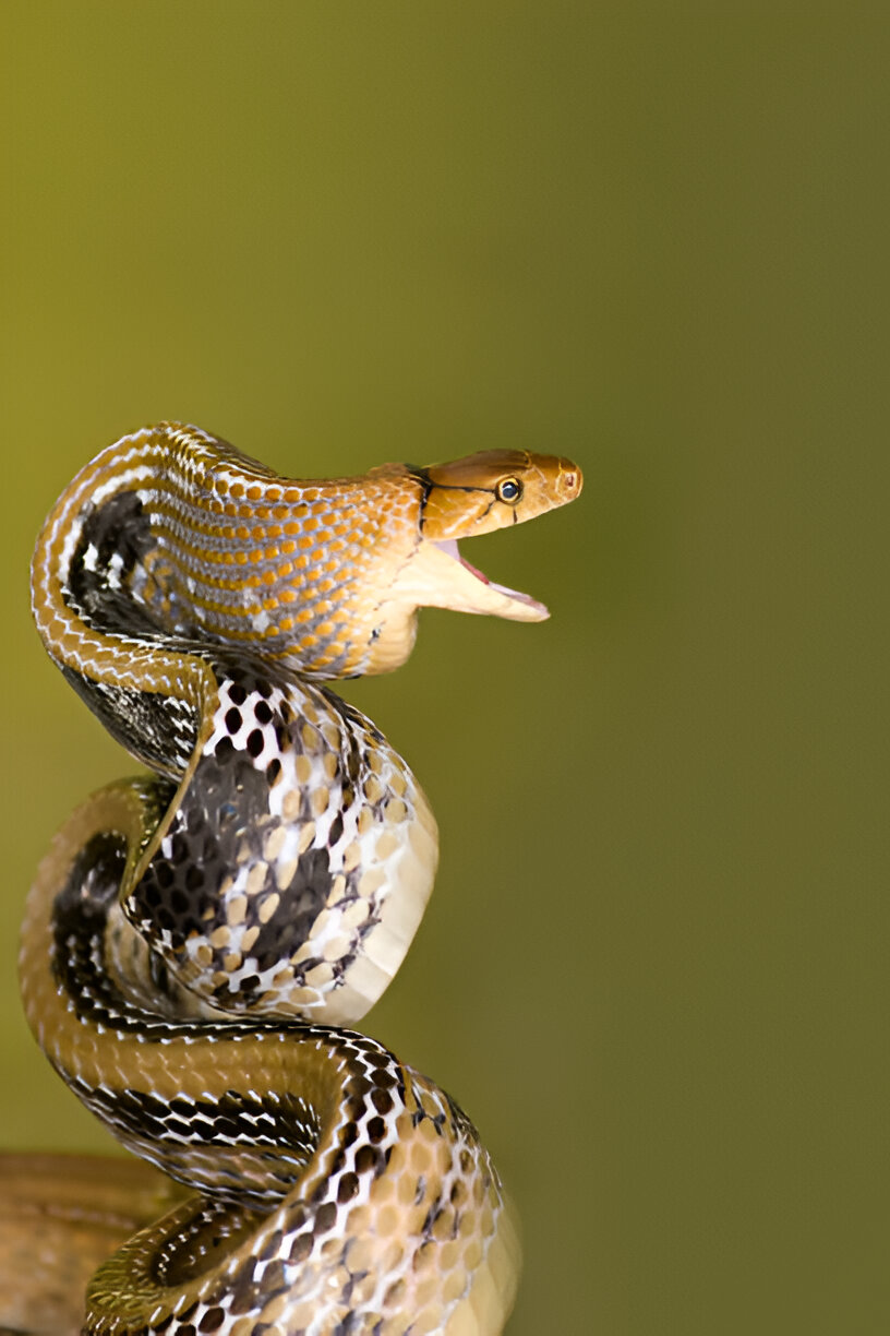 rat snake tennessee,