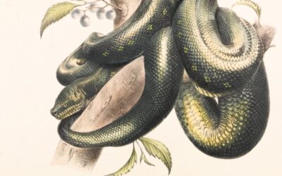 Discover Tennessee’s Hidden Gems The Rat Snake Guide You Need
