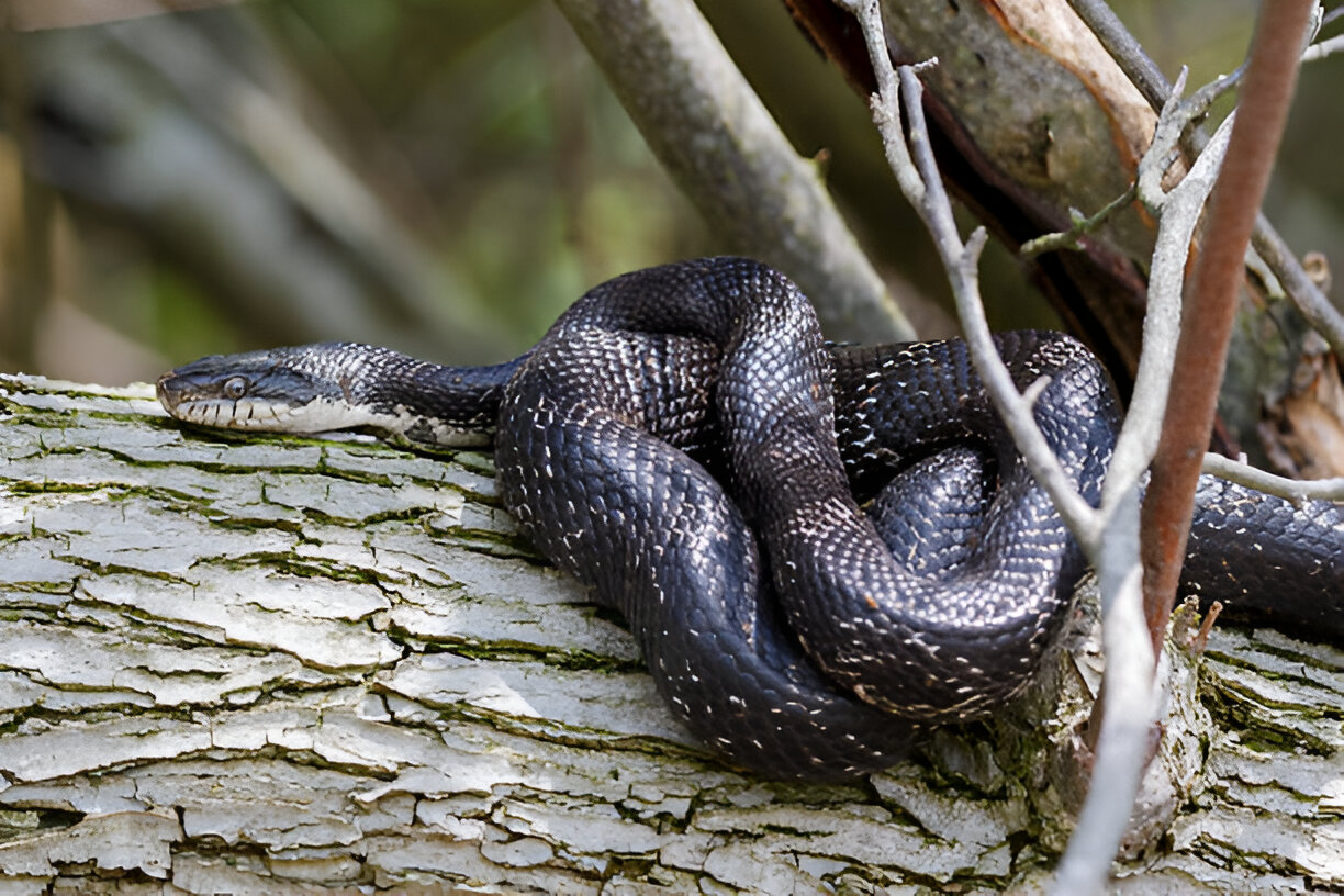 rat snake tennessee, black ratsnake (pantherophis alleghaniensis)