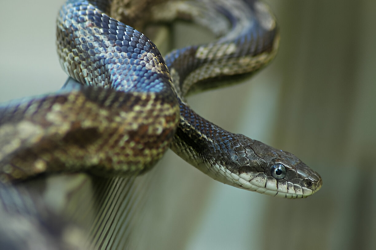 rat snake tennessee, gray ratsnake (pantherophis spiloides)