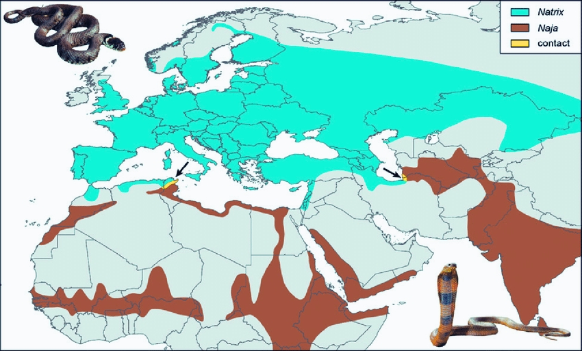 snakes in germany<br />
