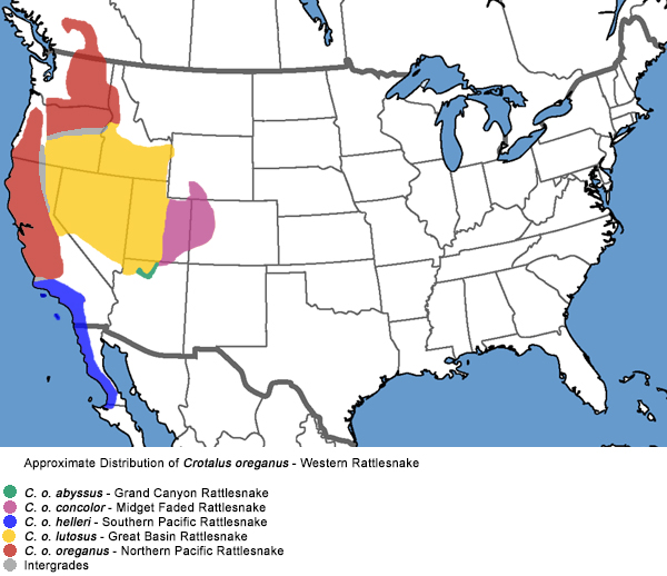 idaho snakes<br />
