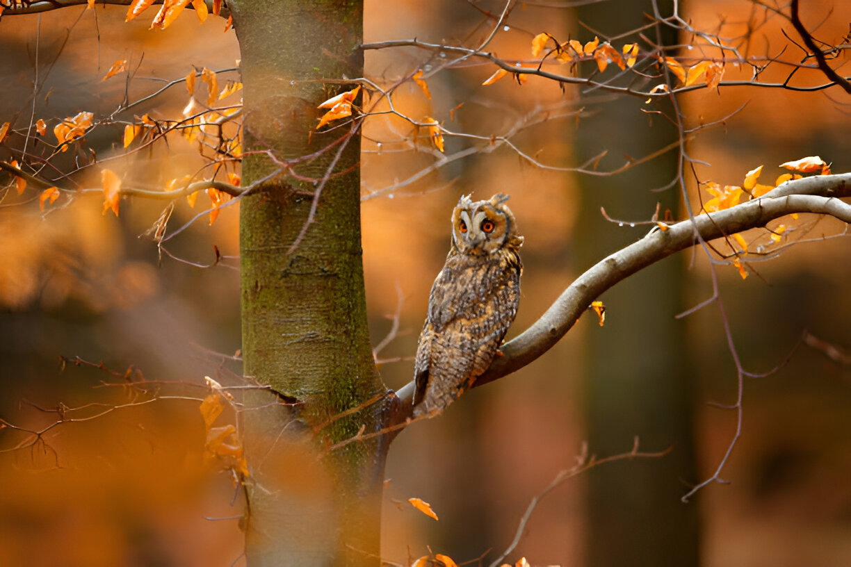 Owls in Michigan