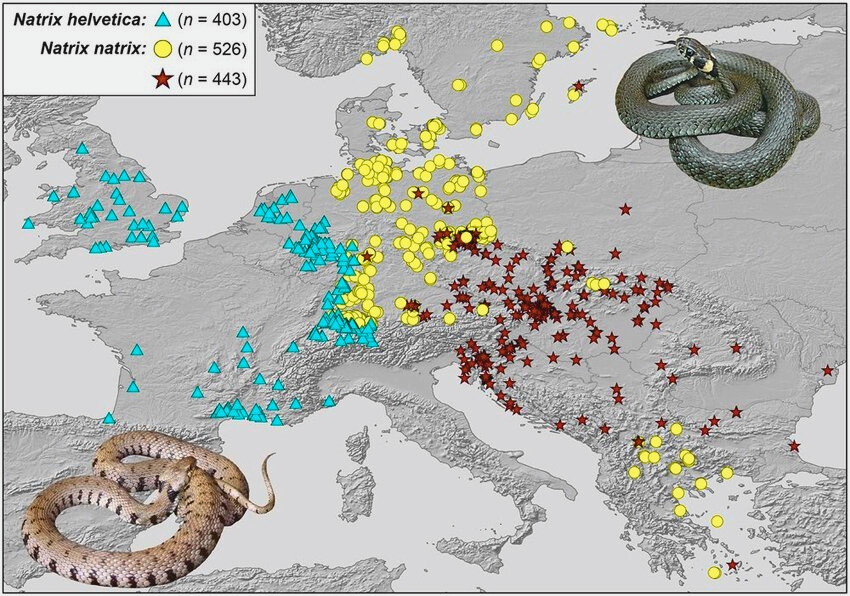 Distribution-of-the-dice-snake-Natrix-tessellata-in-Romania-The-black-square-in-a