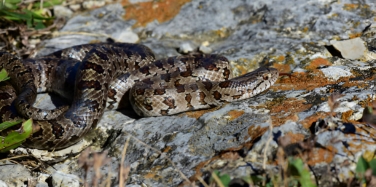 king snake tennessee<br />
