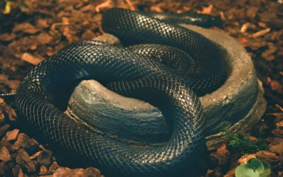 King Snake Tennessee: Ultimate Guide to Identification, Behavior, and Conservation