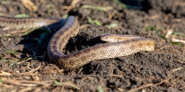 king snake tennessee<br />
