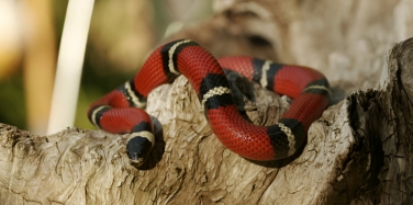 king snake tennessee