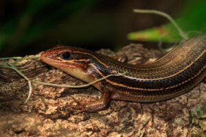 lizards in kentucky 