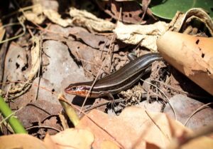 lizards in kentucky 