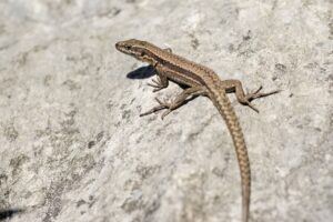 lizards in kentucky 