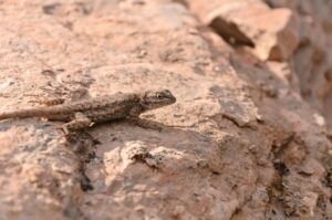 lizards in kentucky