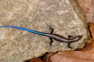 lizards in kentucky 