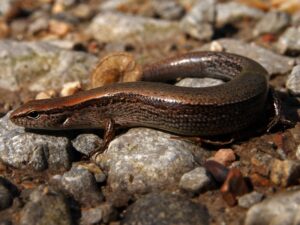 lizards in kentucky 