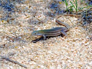 lizards in kentucky 