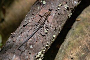 lizards in kentucky 