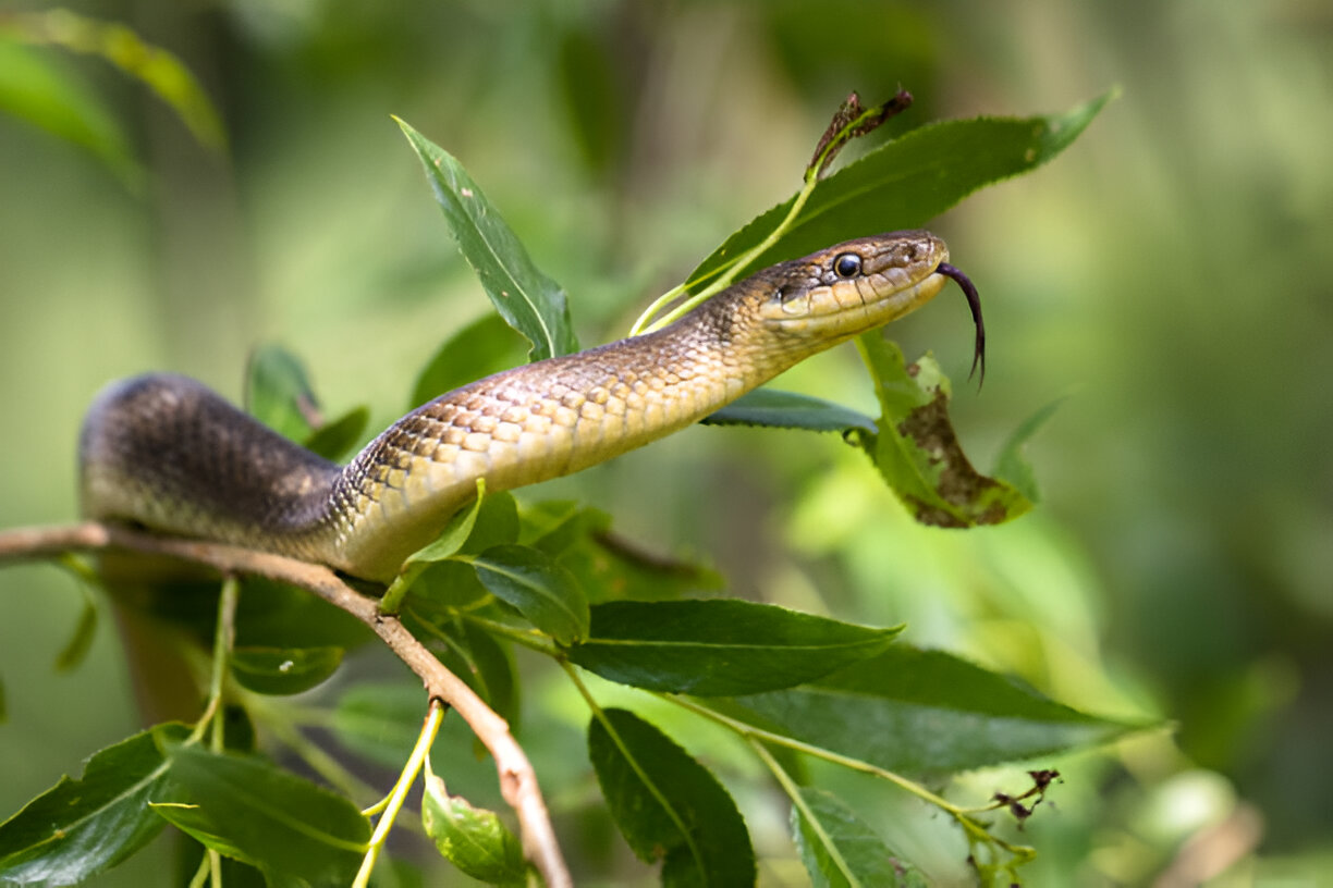 maine snakes<br />
