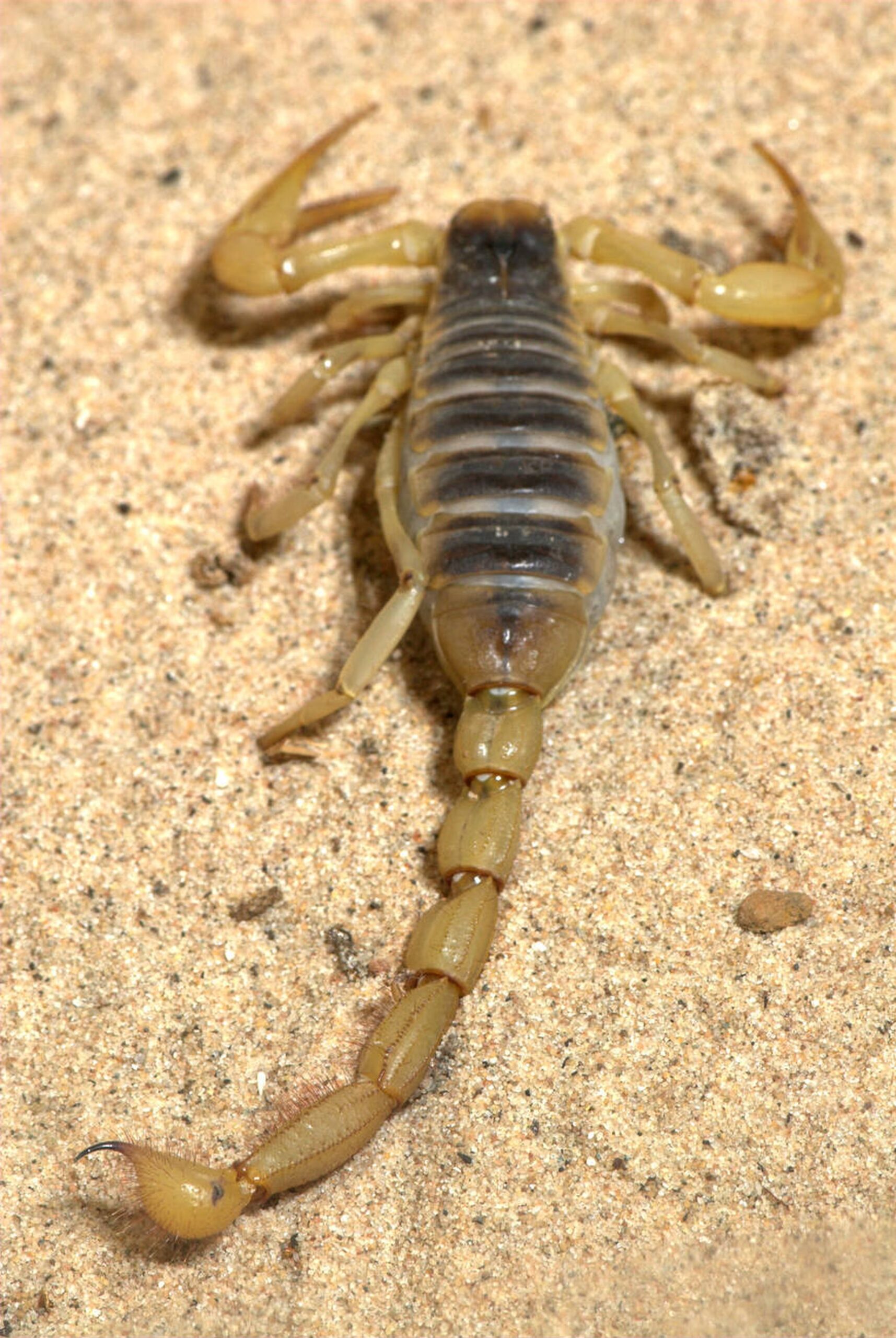 scorpions in california<br />
