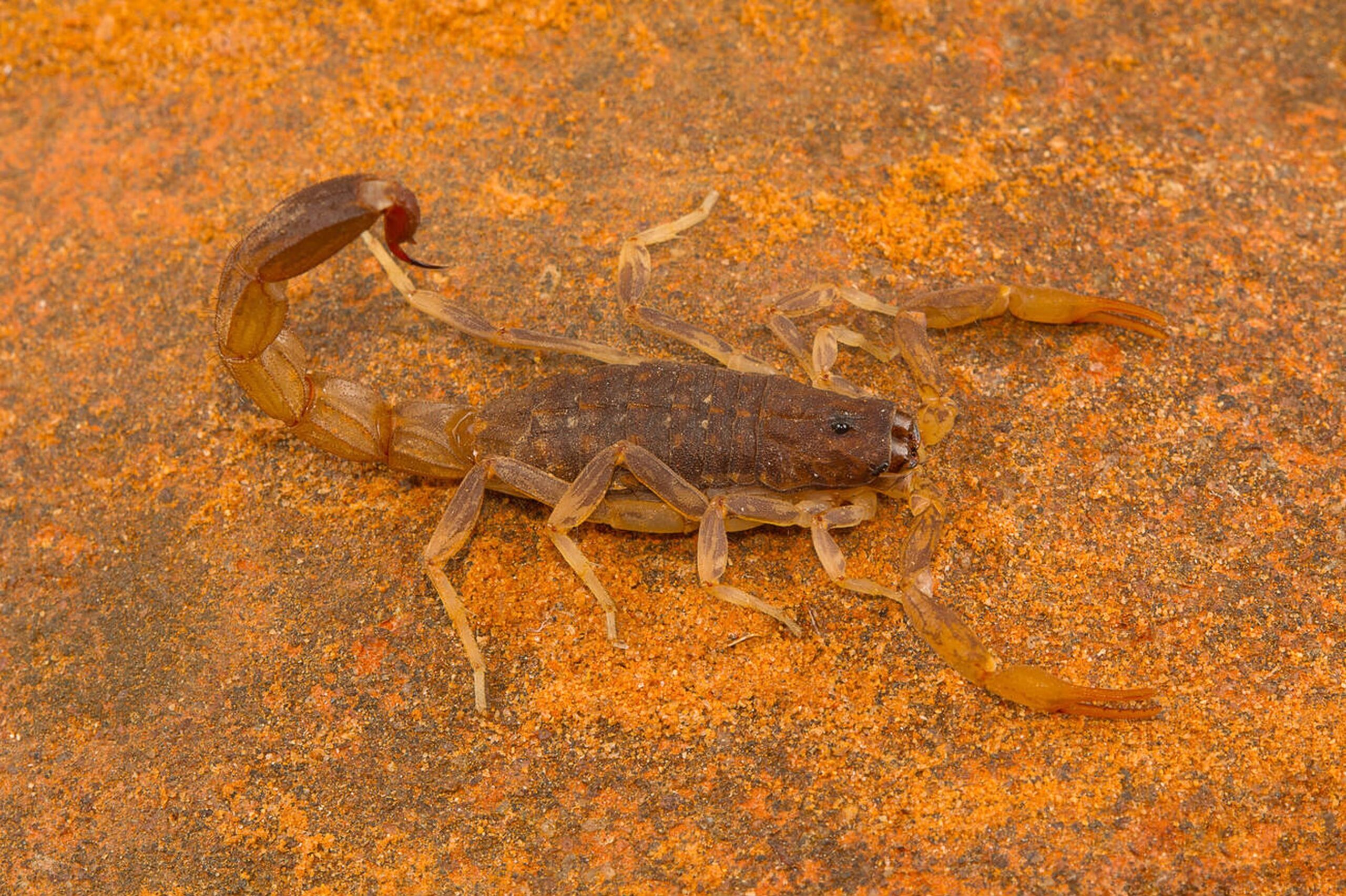 scorpions in california<br />
