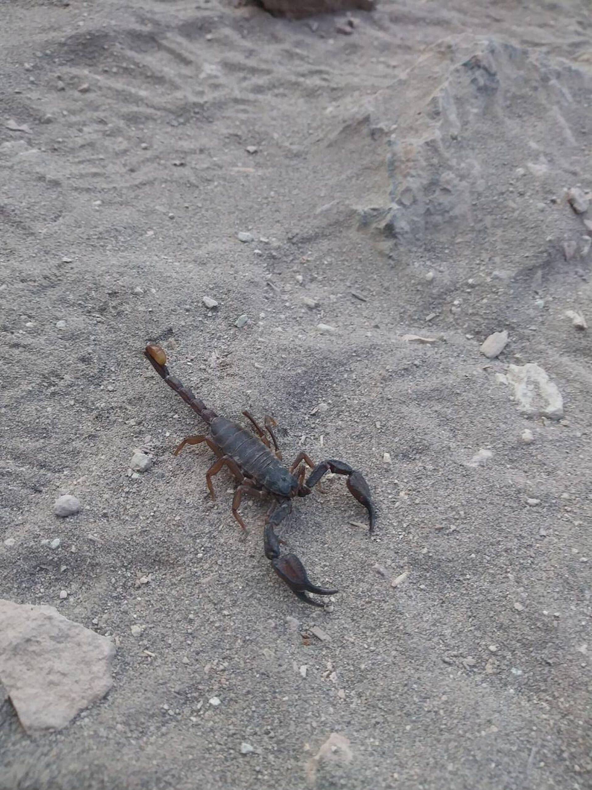 scorpions in california<br />
