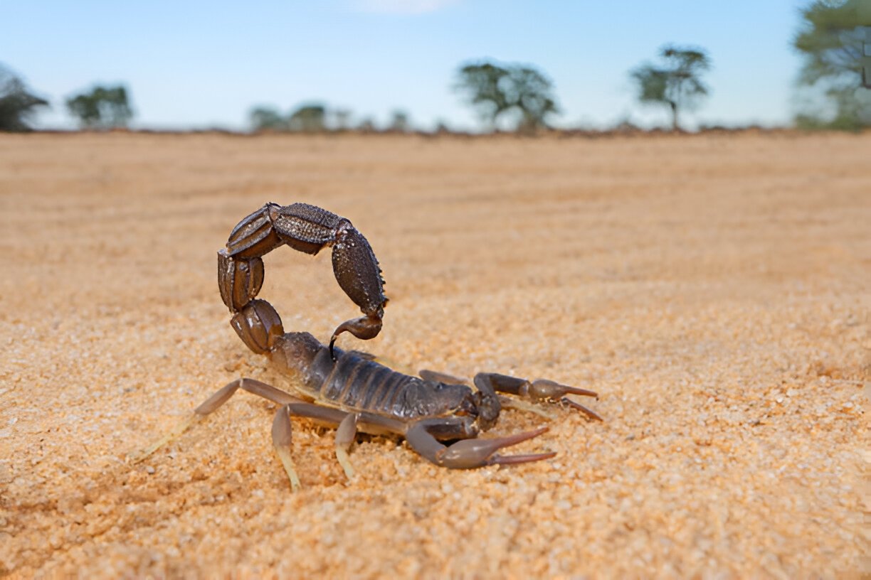 scorpions in california<br />
