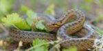 Snakes in Germany: A Comprehensive Guide