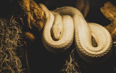 Snakes in Utah: Discover the Slithering Wonders and Stay Safe