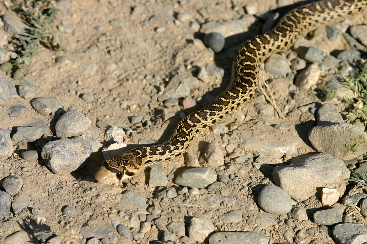 snakes in utah