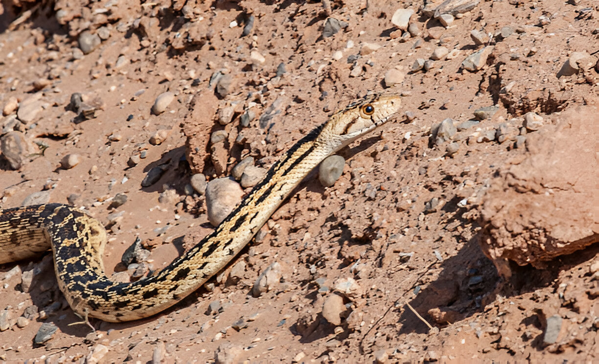 snakes in utah<br />
