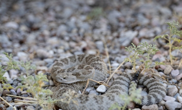 snakes in utah<br />
