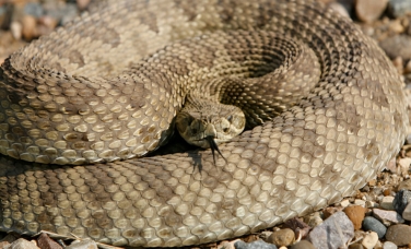 snakes in utah<br />
