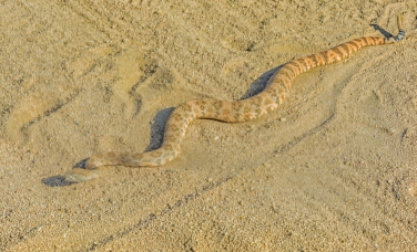 snakes in utah