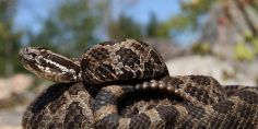 Poisonous Snakes in Indiana<br />
