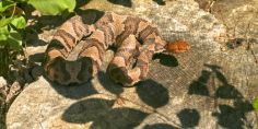 Poisonous Snakes in Indiana<br />
