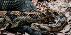 Poisonous Snakes in Indiana<br />
