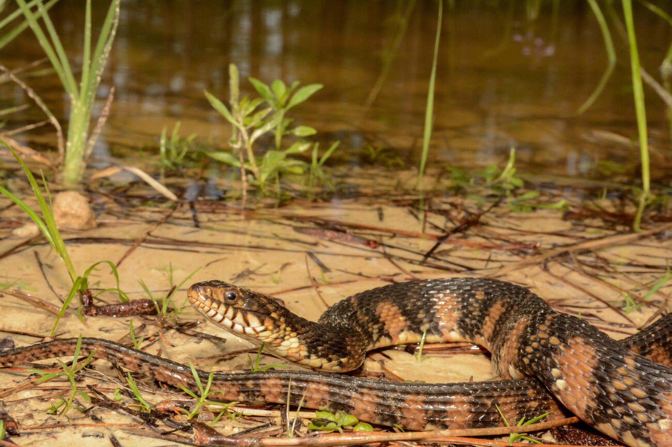 Broad-banded Watersnake – Nerodia fasciata confluens Broad-banded Watersnake (Nerodia fasciata confluens), a non-venomous Missouri snake found in swamps and floodplains with distinct dark crossbands.<br />