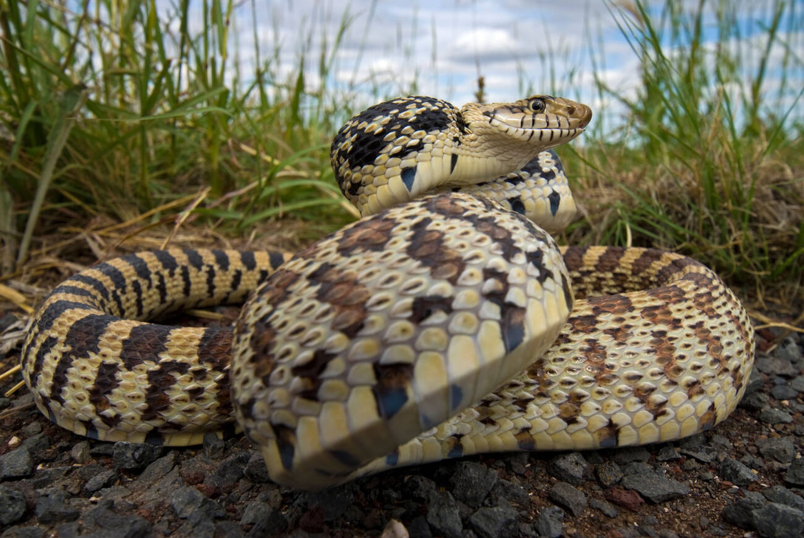 Bullsnake – Pituophis catenifer sayi Bullsnake (Pituophis catenifer sayi), Missouri’s largest non-venomous snake known for its size, loud hissing, and excellent rodent control.<br />
