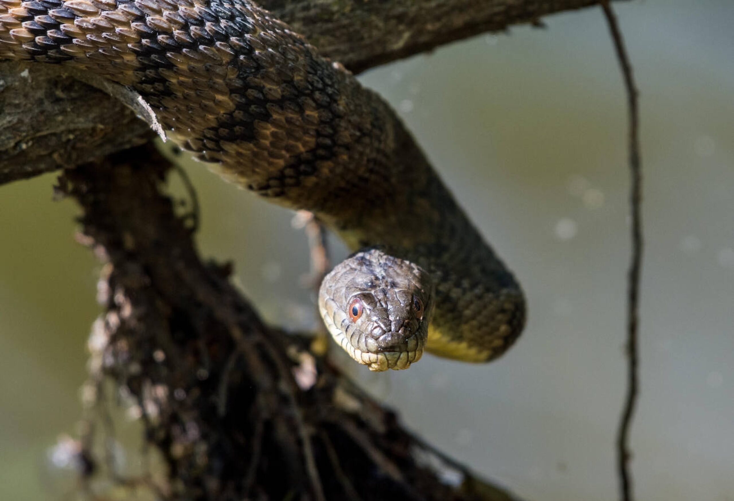 Diamond-backed Watersnake – Nerodia rhombifer Diamond-backed Watersnake (Nerodia rhombifer), a large non-venomous snake found in Missouri’s rivers and wetlands with diamond-shaped markings.<br />