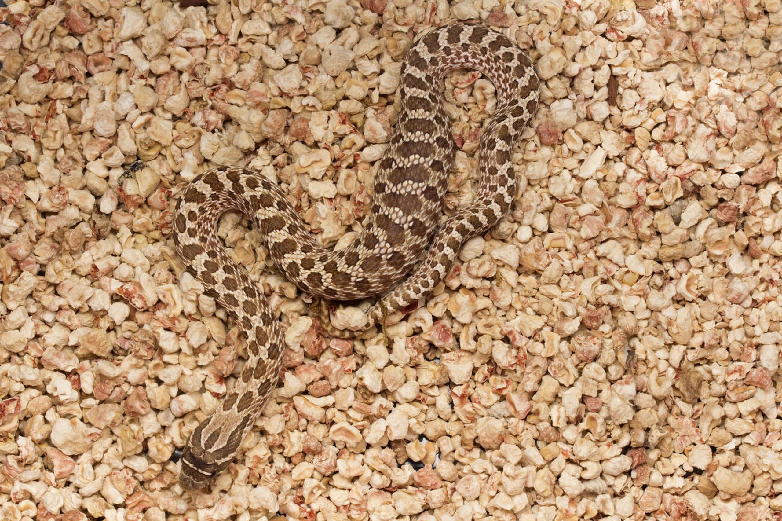 Dusty Hog-nosed Snake – Heterodon gloydi Dusty Hog-nosed Snake (Heterodon gloydi), a rare non-venomous snake in Missouri known for its upturned snout and dramatic displays.<br />