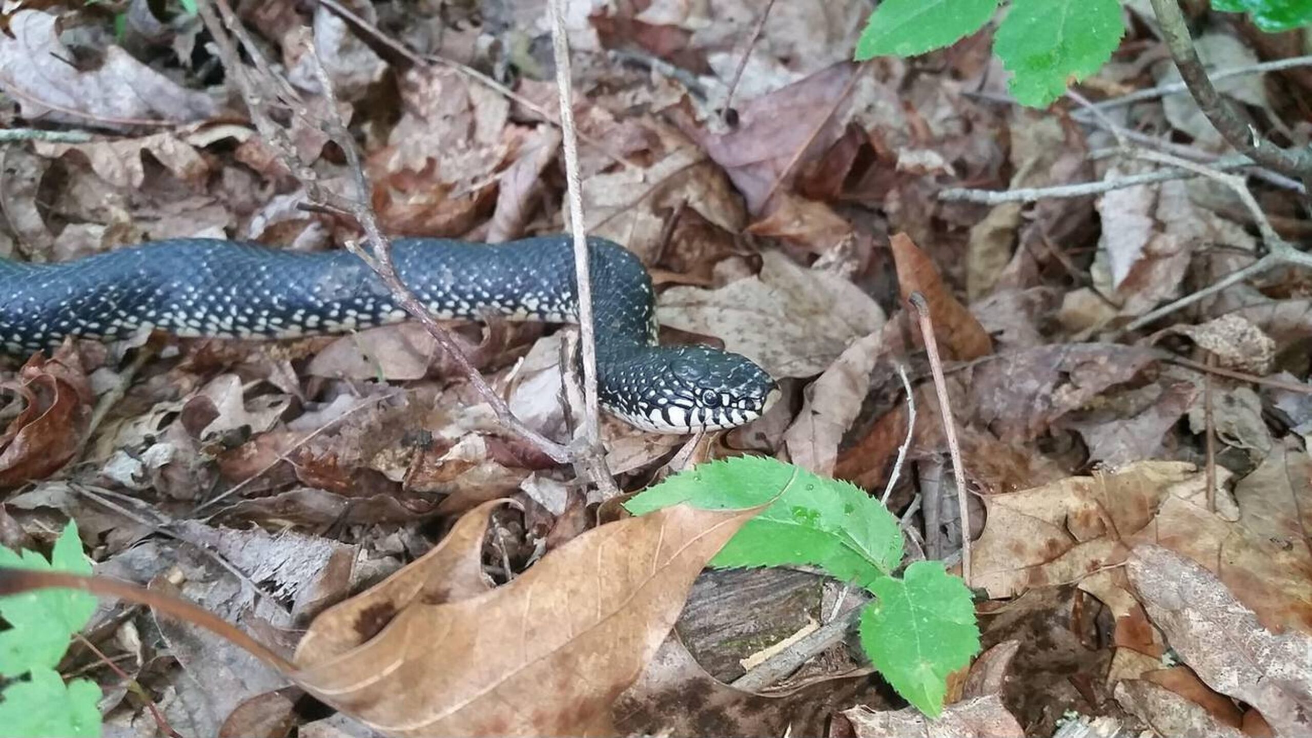 Eastern Black Kingsnake – Lampropeltis nigra Eastern Black Kingsnake (Lampropeltis nigra), a non-venomous Missouri snake known for its dark, glossy appearance and resistance to venom.<br />