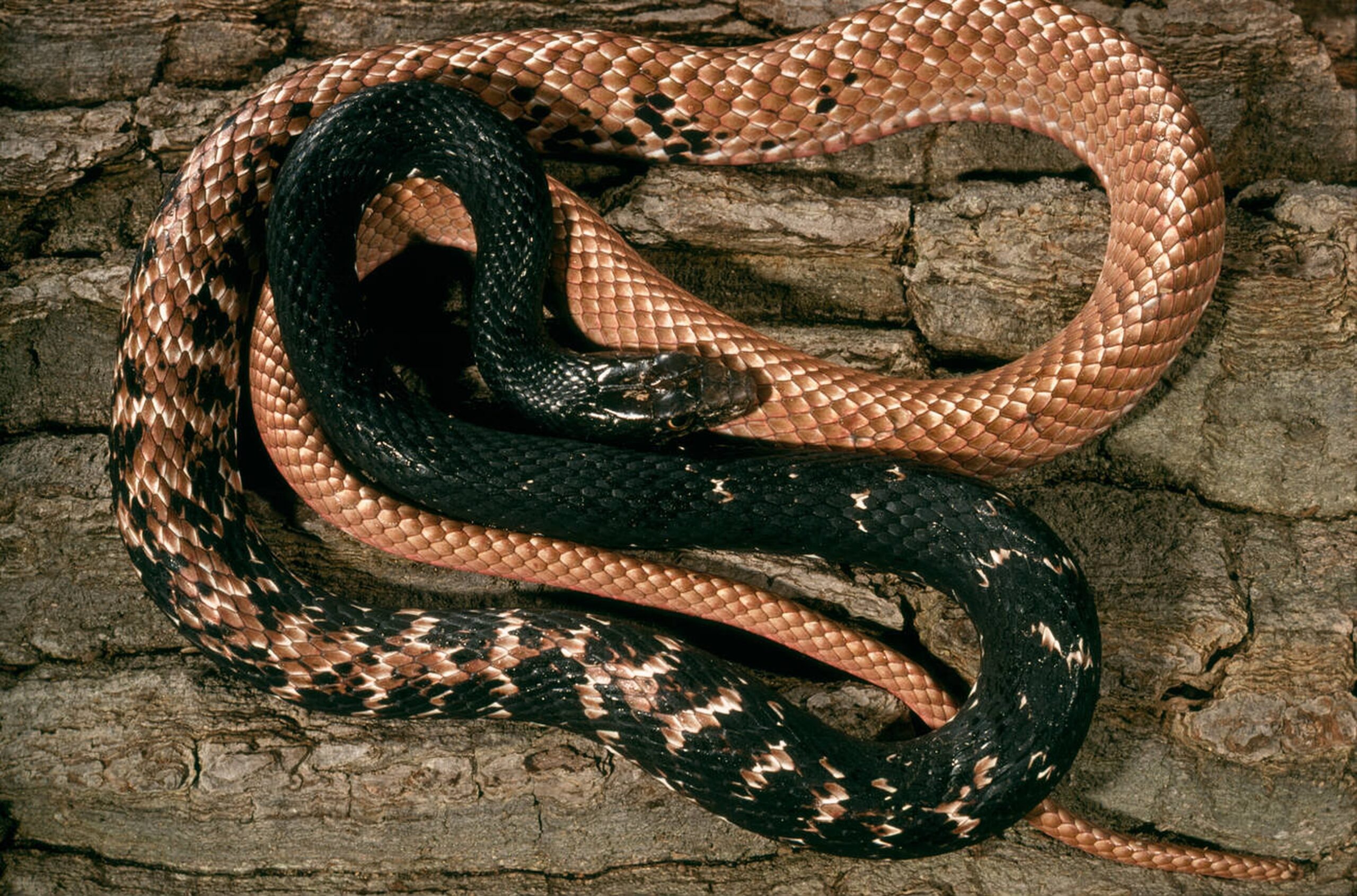 Eastern Coachwhip – Coluber flagellum flagellum Eastern Coachwhip (Coluber flagellum flagellum), a long, fast-moving non-venomous snake found in open habitats across Missouri.<br />