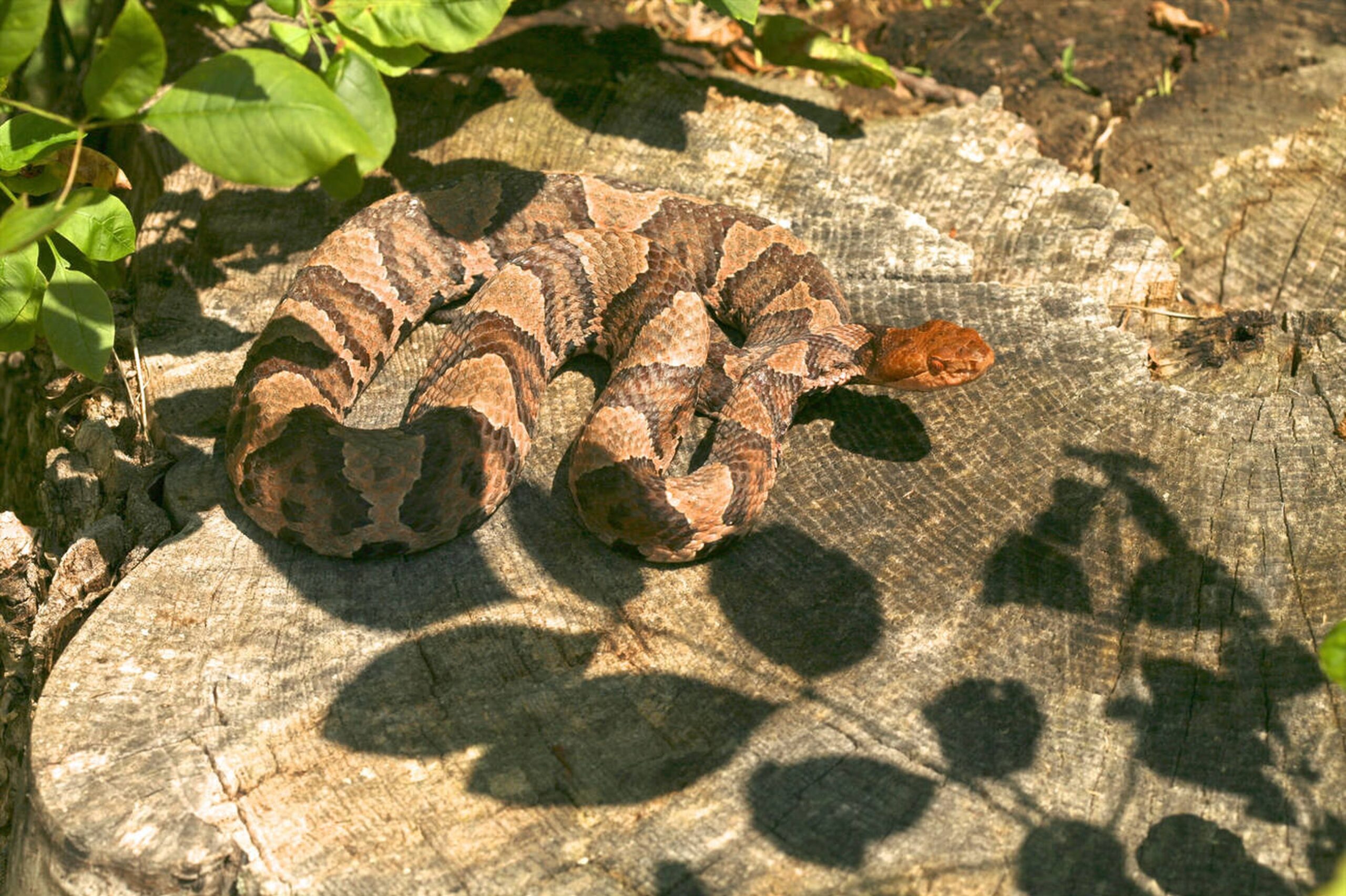 Eastern Copperhead – Agkistrodon contortrix Eastern Copperhead (Agkistrodon contortrix), Missouri’s most common venomous snake, known for its hourglass markings and excellent camouflage.<br />