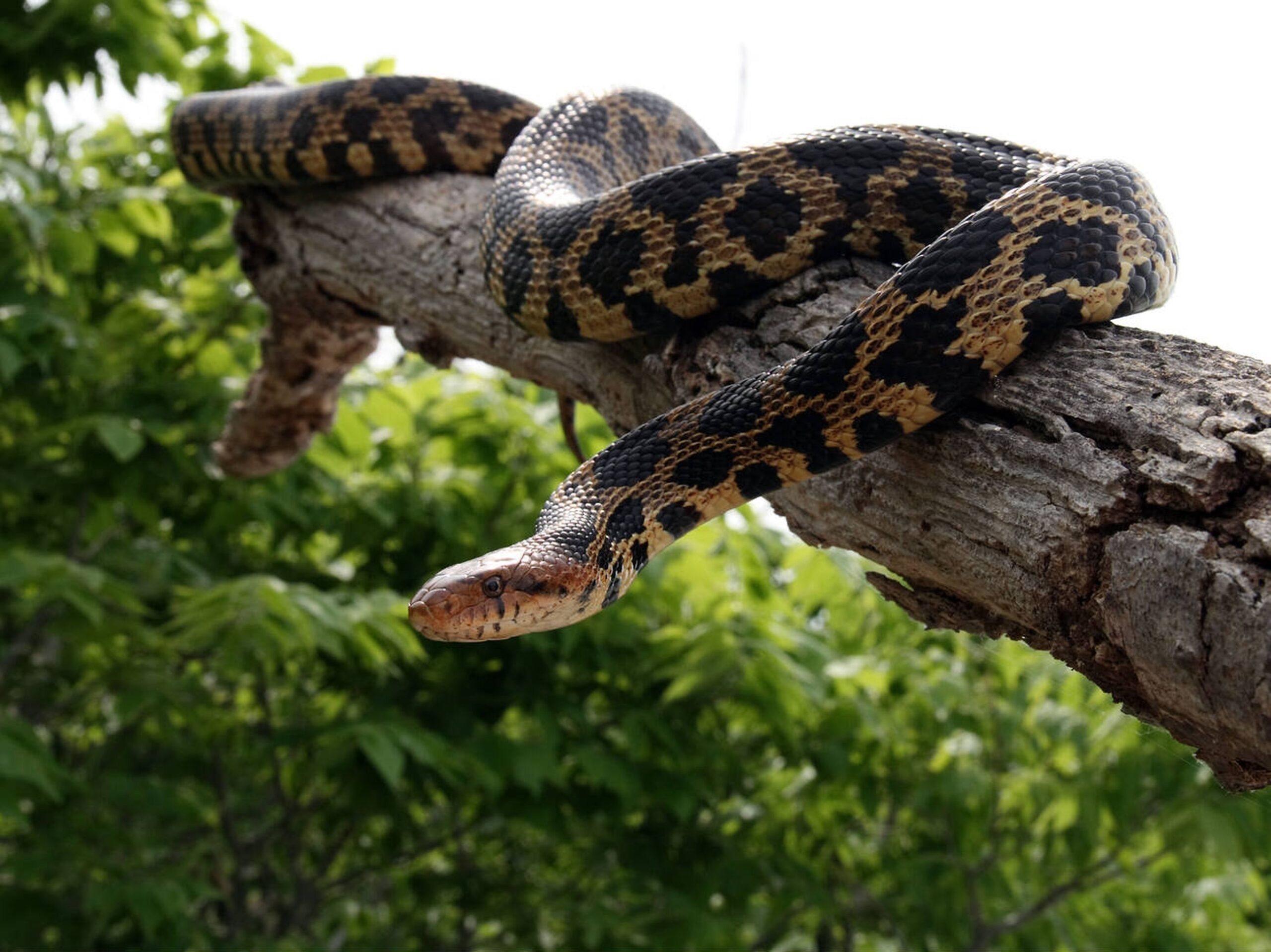 Eastern Foxsnake – Pantherophis vulpinus Eastern Foxsnake (Pantherophis vulpinus), a non-venomous Missouri snake recognized for its blotched body and reddish head.<br />