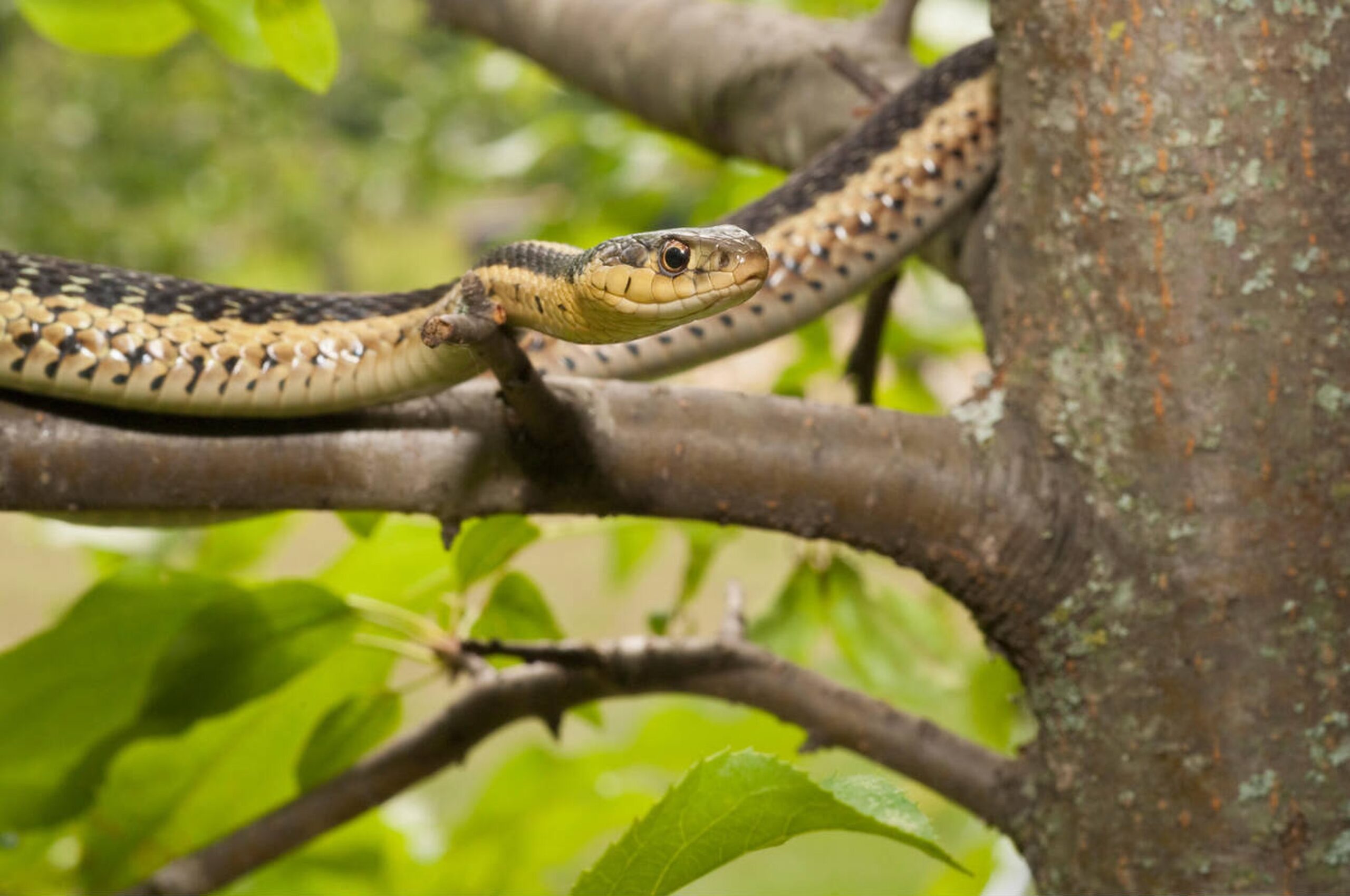 Eastern Gartersnake – Thamnophis sirtalis sirtalis Eastern Gartersnake (Thamnophis sirtalis sirtalis), a common, non-venomous snake in Missouri known for its yellow stripes and adaptability to various habitats.