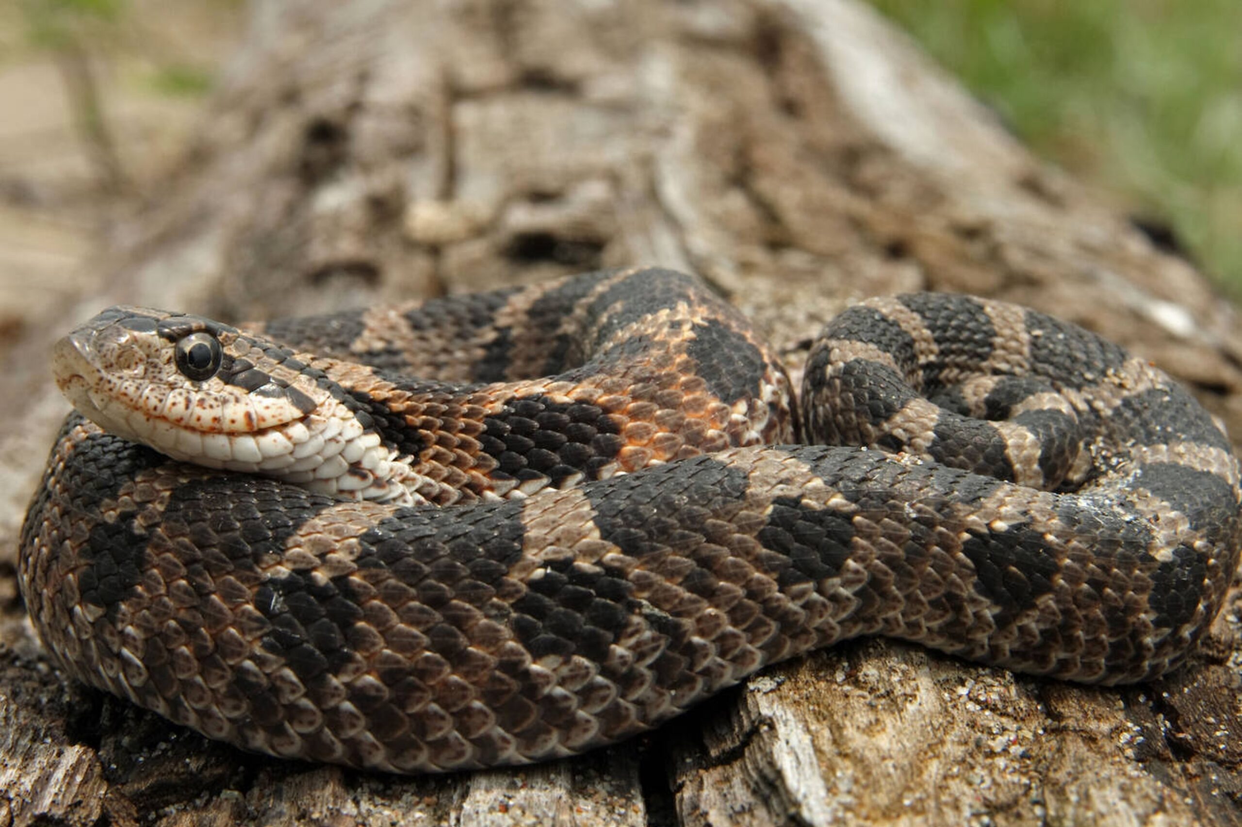 Eastern Hog-nosed Snake – Heterodon platirhinos Eastern Hog-nosed Snake (Heterodon platirhinos), a non-venomous Missouri snake known for its dramatic bluffing behavior and upturned snout.<br />